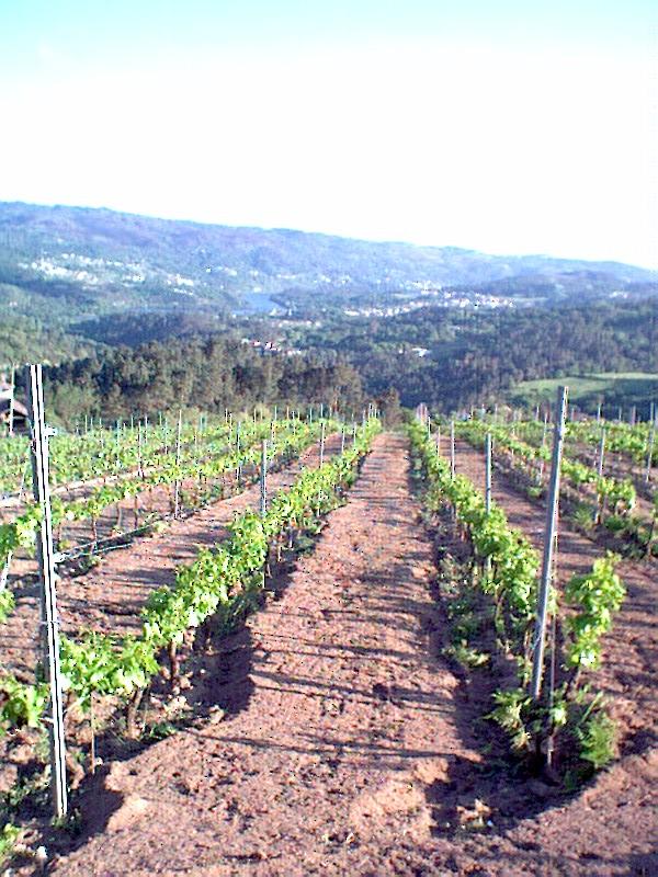 VIEDOS_2