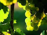bodegas_Faro